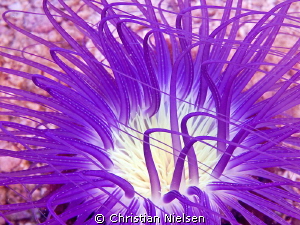 I like the colors of the anemones. by Christian Nielsen 
